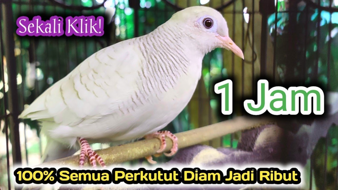 1 Jam PERKUTUT Putih Manggung Gacor panggil Perkutut Lokal Lain.