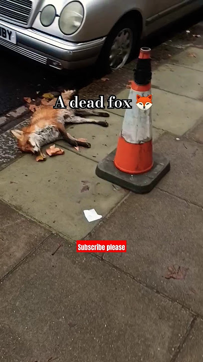 The fox is dead||A dead fox||Accident #fox #accidenttruck #roadside