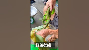 Cao thủ bắt rắn lục đuôi đỏ độc nhất vô nhị là đây p3