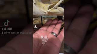 Have You Ever Seen The Fish Lens Inside A Fish Eye? This Is What They Look Like.