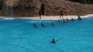 Тренировка дельфинов