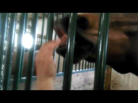 funny-horse-video-*-charlie-the-horse-getting-tickled-by-my-friend!-*-sparklegirl