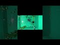Fire Belly Toads Mating Fyp Aquarium Nature Fishkeeping Aquascape Fire Belly Toads Mating Fyp Aquarium Nature Fishkeeping Aquascape