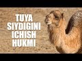 Tuya siydigini ichish hukmi (Shayx Sodiq Samarqandiy)