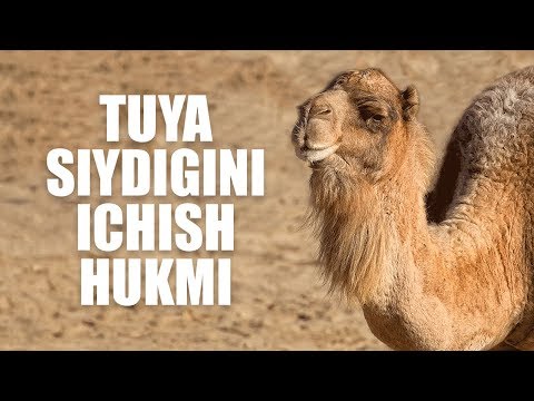Video: Tuya Qanday Tayyorlanadi