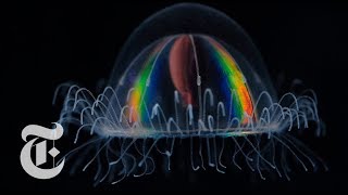 How Deep Sea Creatures Emit Their Own Light | The New York Times