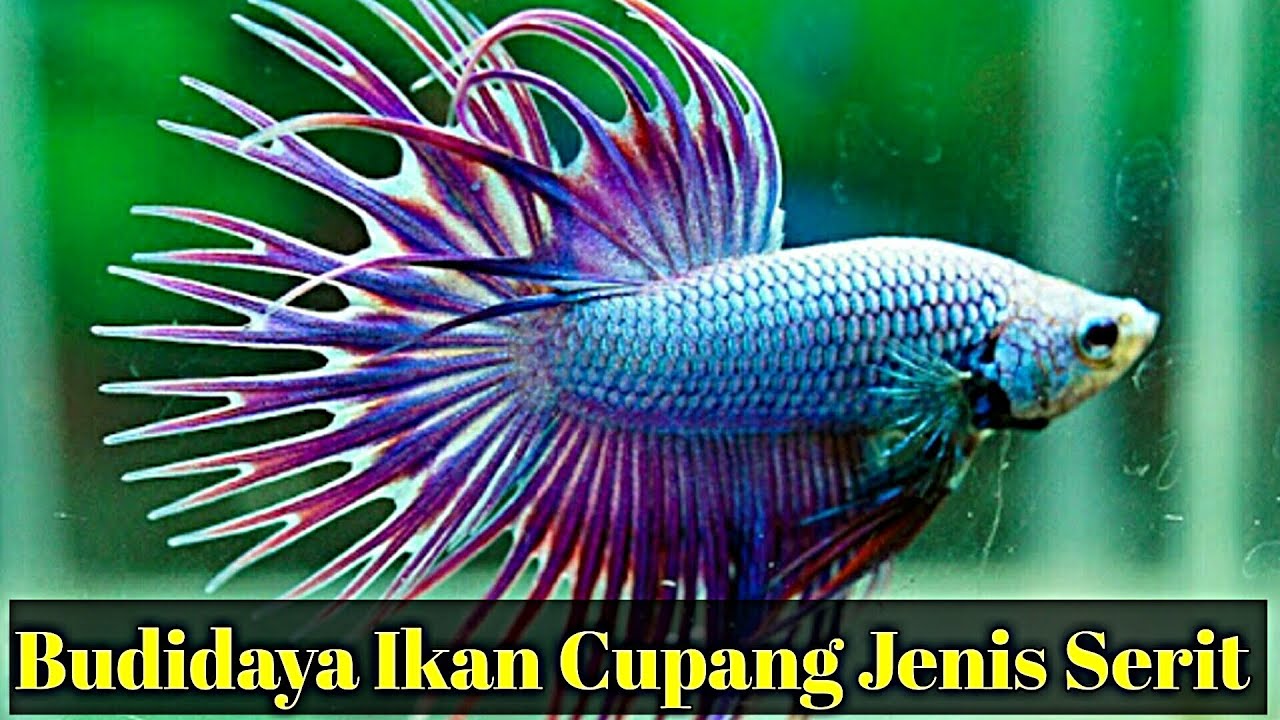Tips Sukses Budidaya Ikan Cupang Serit (Crowntail)