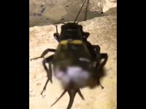 Suara jangkrik malam hari