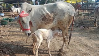 चौसा मंडी से देशी दुधारू गाय देखिए | Chausa Cow Mandi Buxar Bihar  | Pashu Mandi Video