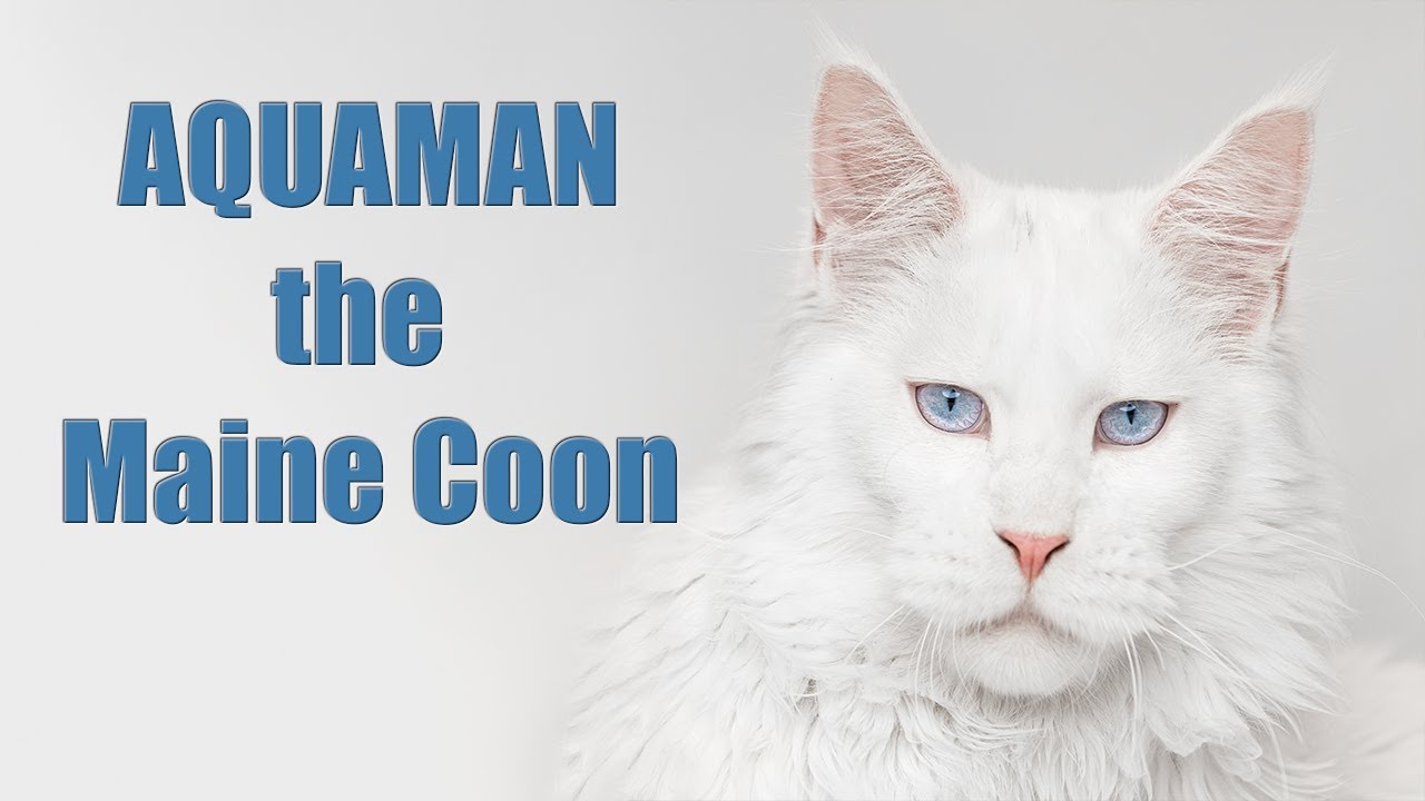 Aquaman | Blue-eyed Maine Coon Prince. - YouTube
