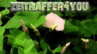 Echte Zaunwinde  Calystegia sepium Timelapse Blooming Zeitraffer bearbind bellbind bindweed