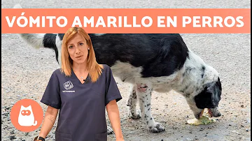 ¿Por qué mi perro vomita amarillo?