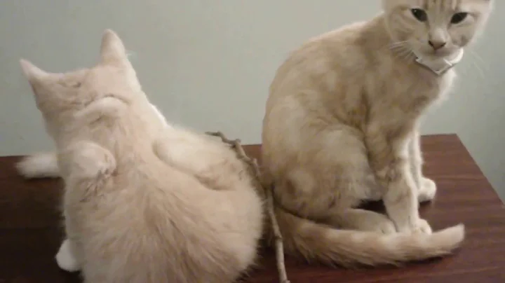 Watch the video about ARABIAN MAU KITTENS - BABY AND BAM