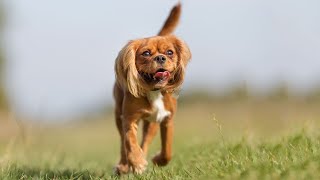 Cavalier King Charles Spaniel Life Hacks Tips for Happy Owners!