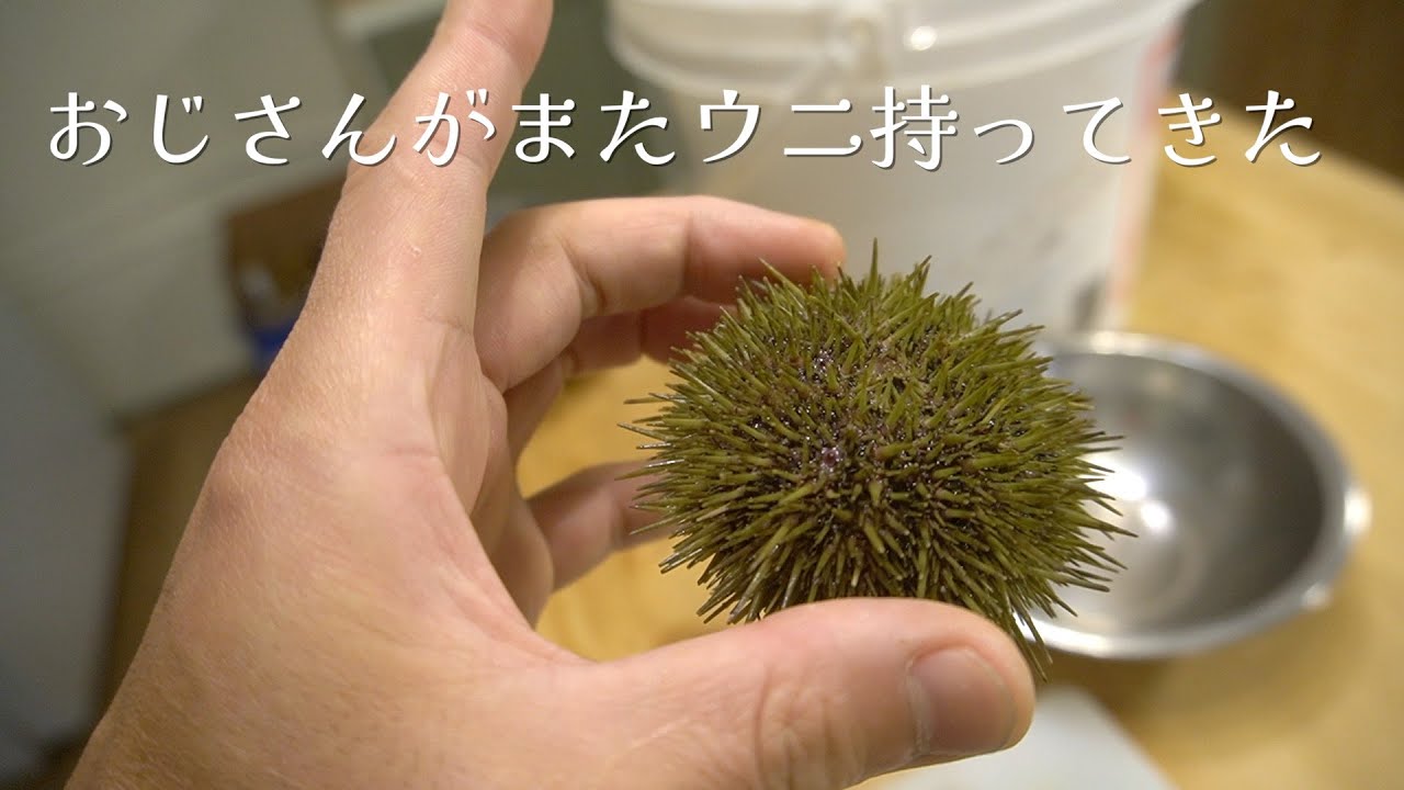 玄関開けたらそこにはウニが…