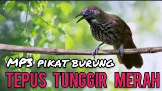Download Lagu MP3 PIKAT BURUNG TEPUS TUNGGIR MERAH||SUARA BURUNG TEPUS KEJEPIT MP3