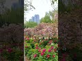 洛阳满街牡丹花 洛阳 牡丹 Luoyang 洛阳满街牡丹花 洛阳 牡丹 Luoyang