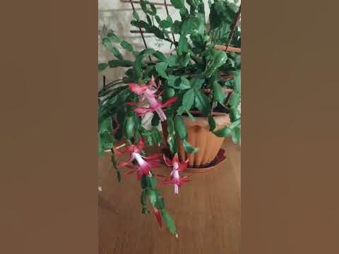 рождественник, різдвянник - YouTube