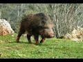 Hunting for wild boar. excellent selection of video real hunt