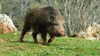Hunting for wild boar. excellent selection of video real hunt