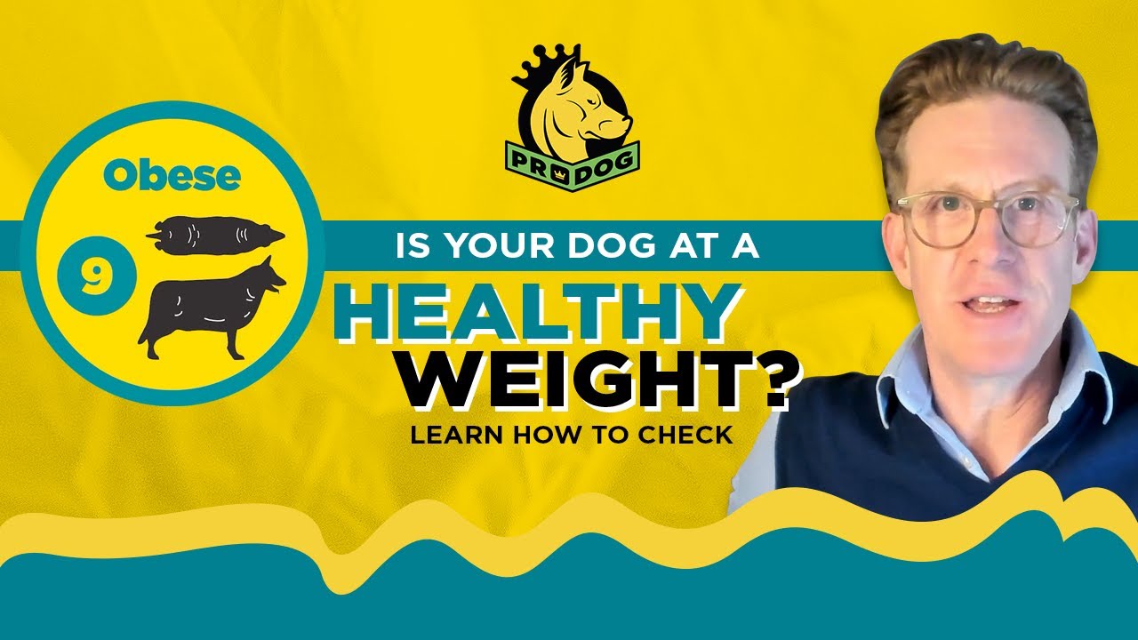 how-to-tell-if-your-dog-is-an-ideal-weight-youtube