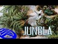 Jungla con Plantas de Acuario