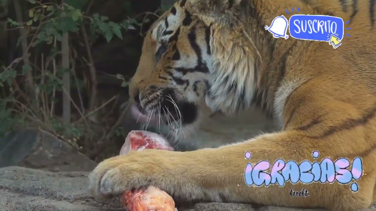 10 COSAS FASCINANTES SOBRE LOS TIGRES