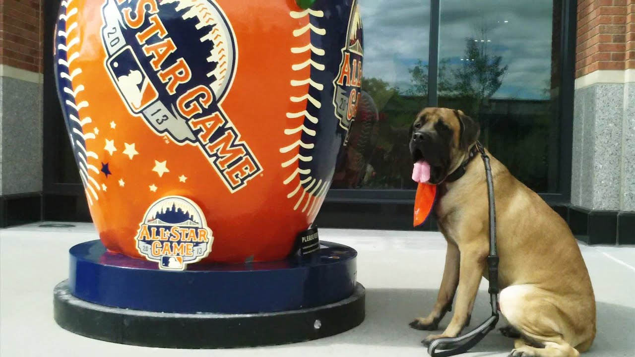 Animales 360 con Xiomara: Nueva York, una ciudad muy animal - UVideos