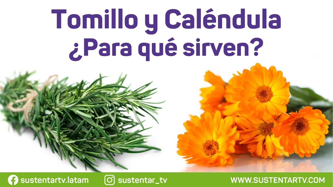 Tomillo Ruda Beneficios del Tomillo y la Caléndula, dos plantas que pueden mejorar ...