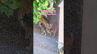 😍 I Saved a Wild Bobcat... Now He Brings His WHOLE Family!, From Deadly Predator to My Best Friend!