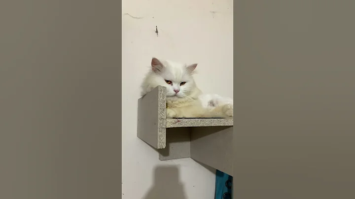 Video 11626841: persian cat collection, persian cat compilation, fluffy persian cat, cutest persian cat, cat love