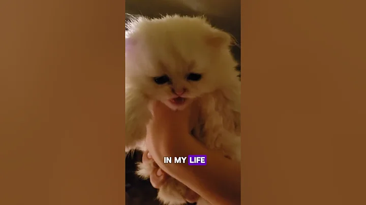 Watch the video about I love cats on #shorts