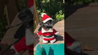 Famous Santa Sliding Puddin 🎅🏼🛝 Wealth