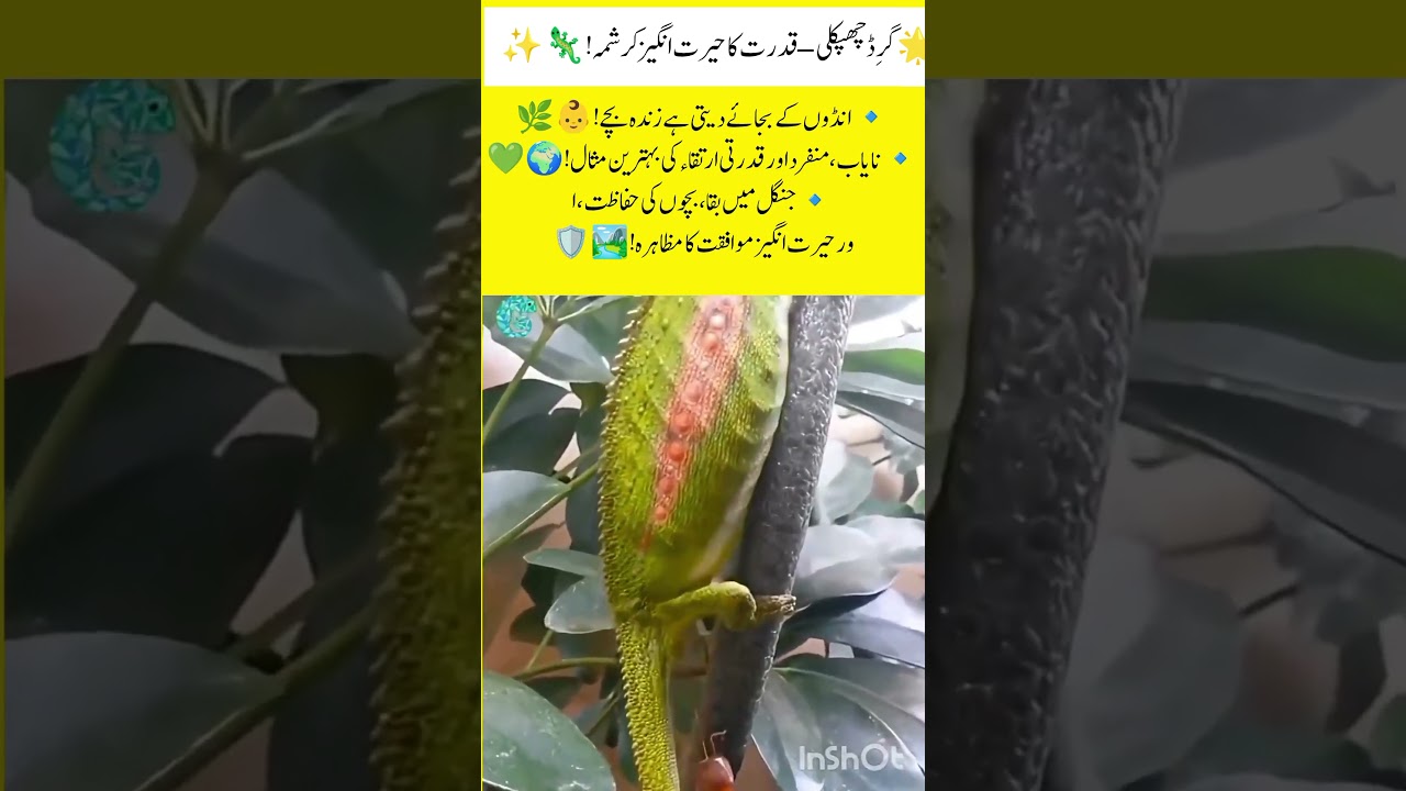 Gird Lizard – The Live-Bearing Reptile You’ve NEVER Seen Before! 🦎👶🌿