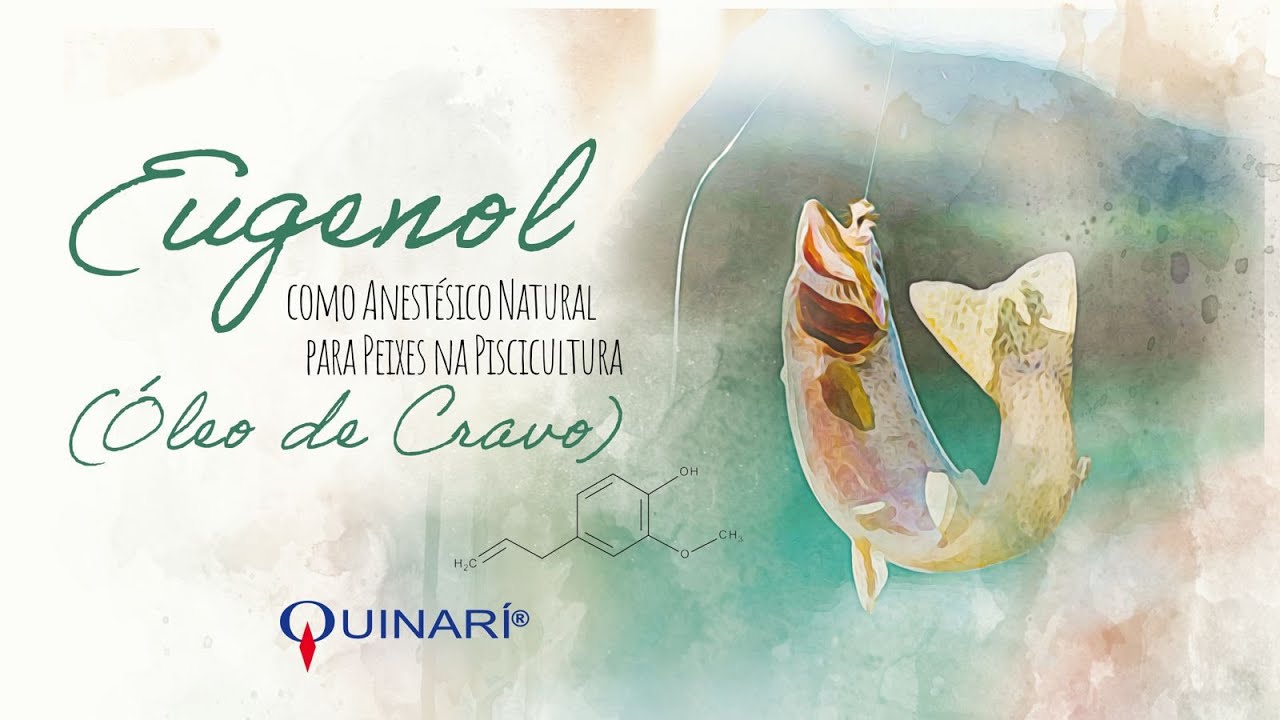 QUINARÍ - Eugenol como Anestésico para Peixes na Piscicultura (Óleo de Cravo) 🐟🐋