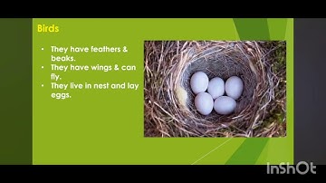 EVS Lesson 14. Discover how animals help us and why they are our friends. 🐮🐑🐴