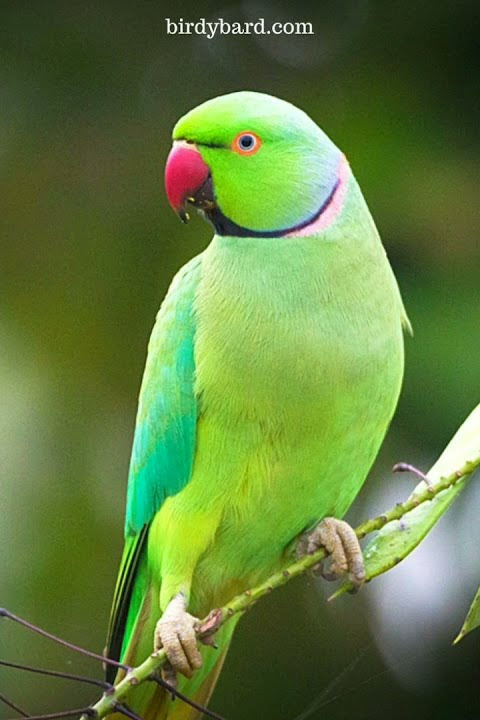 Parrot Ringtone 🦜🦜