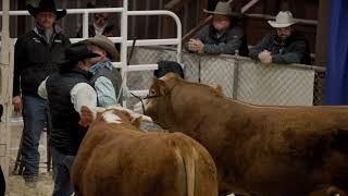 Red Bluff Bull & Gelding Sale
