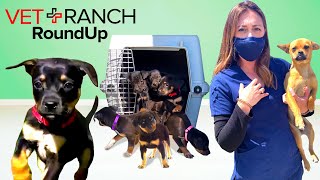 VET RANCH ROUNDUP- Meet Timber and NEW RESCUES! by Vet Ranch RoundUp 46,444 views 2 years ago 11 minutes, 30 seconds