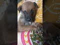 i think i need to stop with the before and after videos lol #ytshorts #puppy #dog