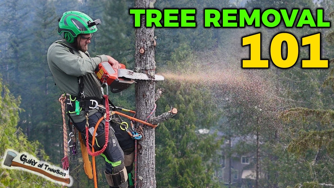 WORLDS BEST CLIMBING TUTORIAL!! How to Climb and Remove a Tree