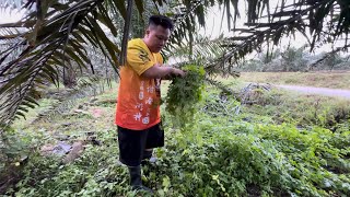 Cari Sayur Yang Paling Mudah Ditemuai // Vegetarian Masak Dan Makan Malam…//