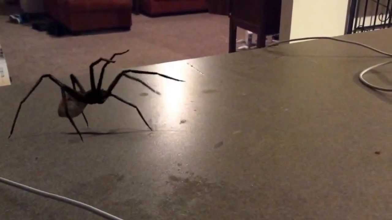 Jump Scare Spider Jumping At Camera