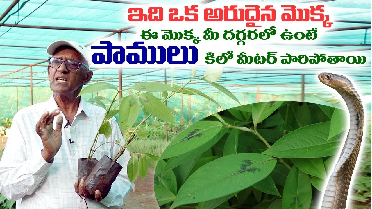 ఈ మొక్క మీ దగ్గరలో ఉంటె పాములు రావు||Pragati Resorts||snake repellent plant||YES TV