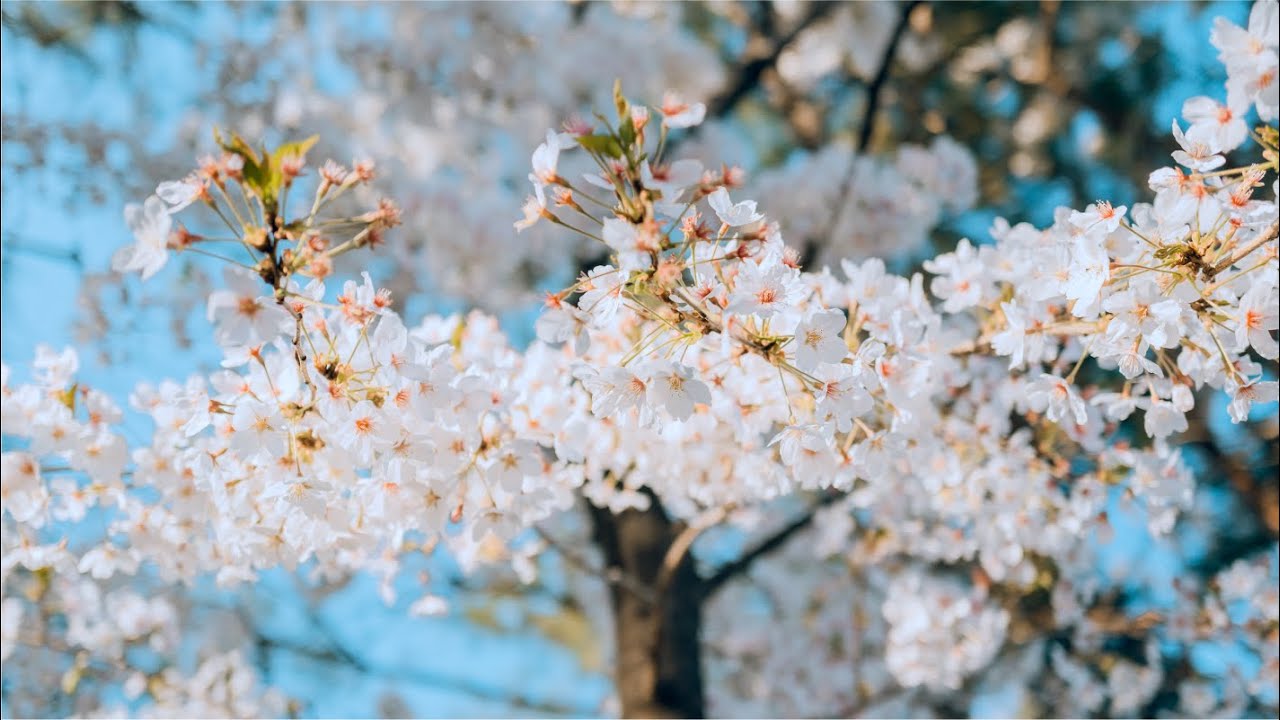 [playlist] 너는 봄을 가득 안고 나에게 다가왔지 | 미세먼지도 씻겨 내려가는 벚꽃 샤워 노래 🌸