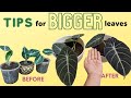 TIPS for  BIGGER leaves - Alocasia Black Velvet!  HD 720p