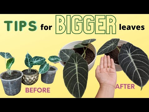 Video: Alocasia Cu Frunze Mari