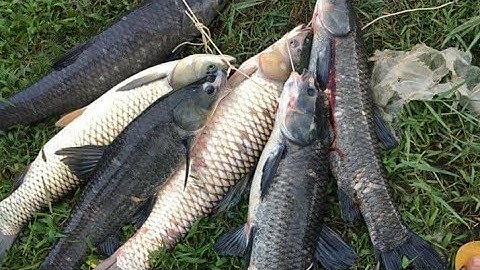 CÂU CÁ GIẬT MỌI TAY | HAND TACKLING FISHING | Nhịp sống krông buk