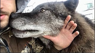 Укус ВОЛКА в игре очень болезненный, Канадский волк Акела играется