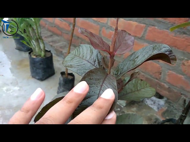 Must watch :: Some of my new amazing plants collection